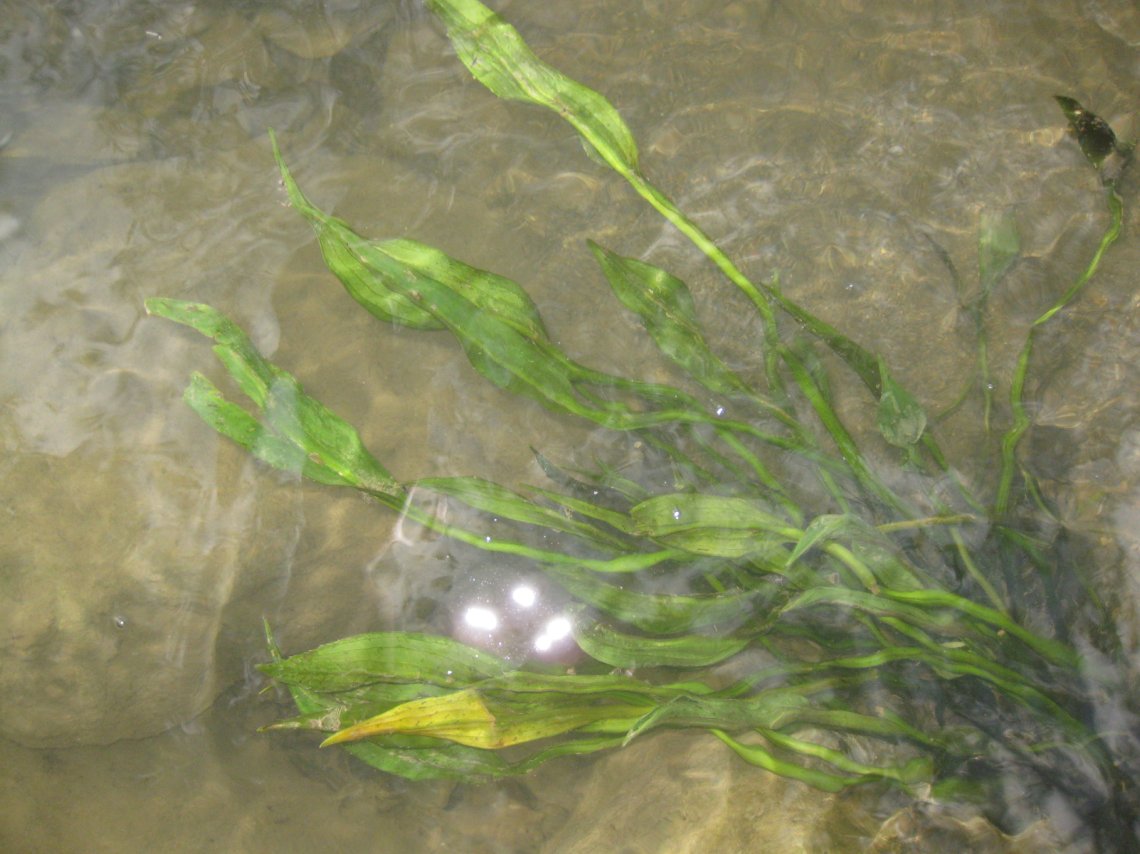Identificazione pianta acquatica 3 - Alisma sp.